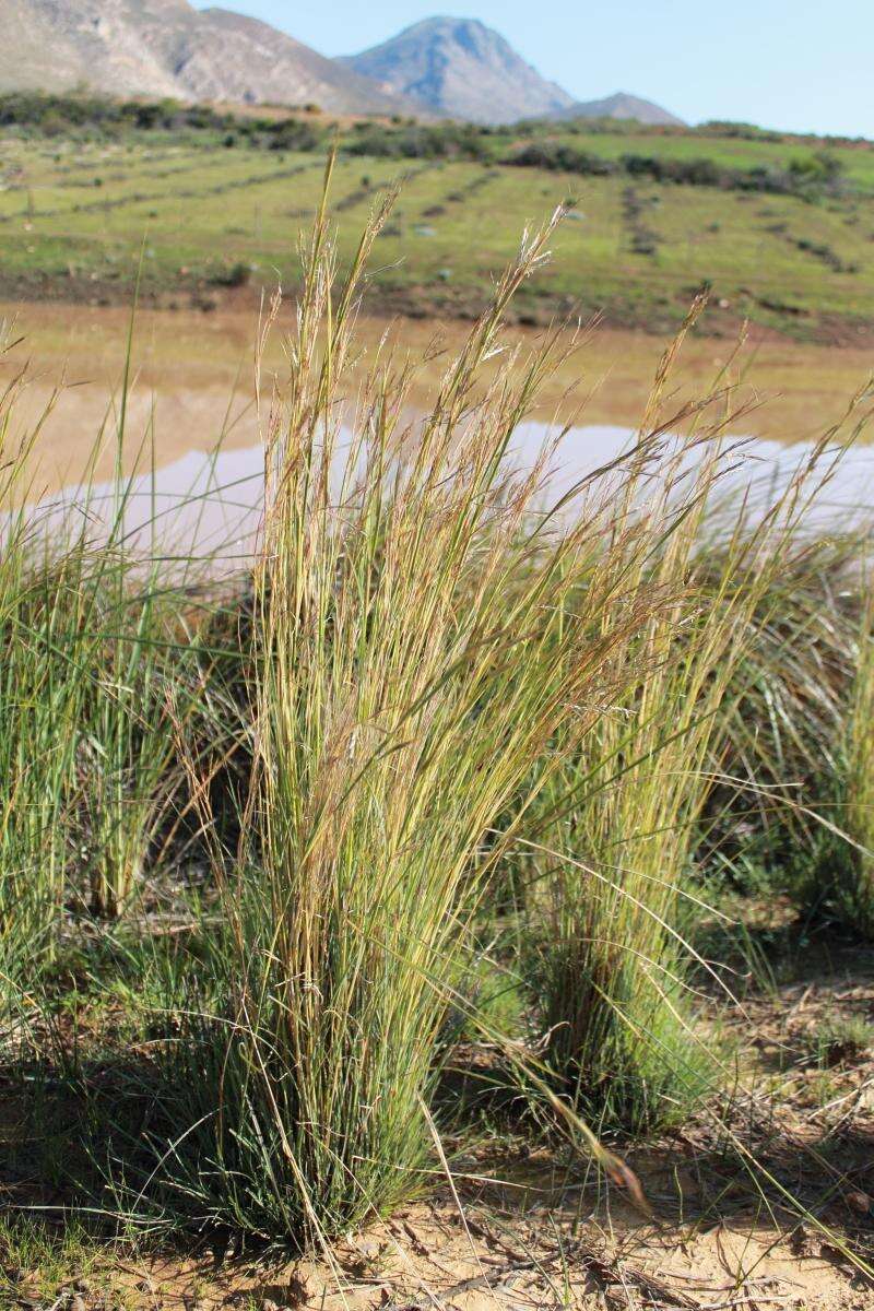 Image of thatching grass