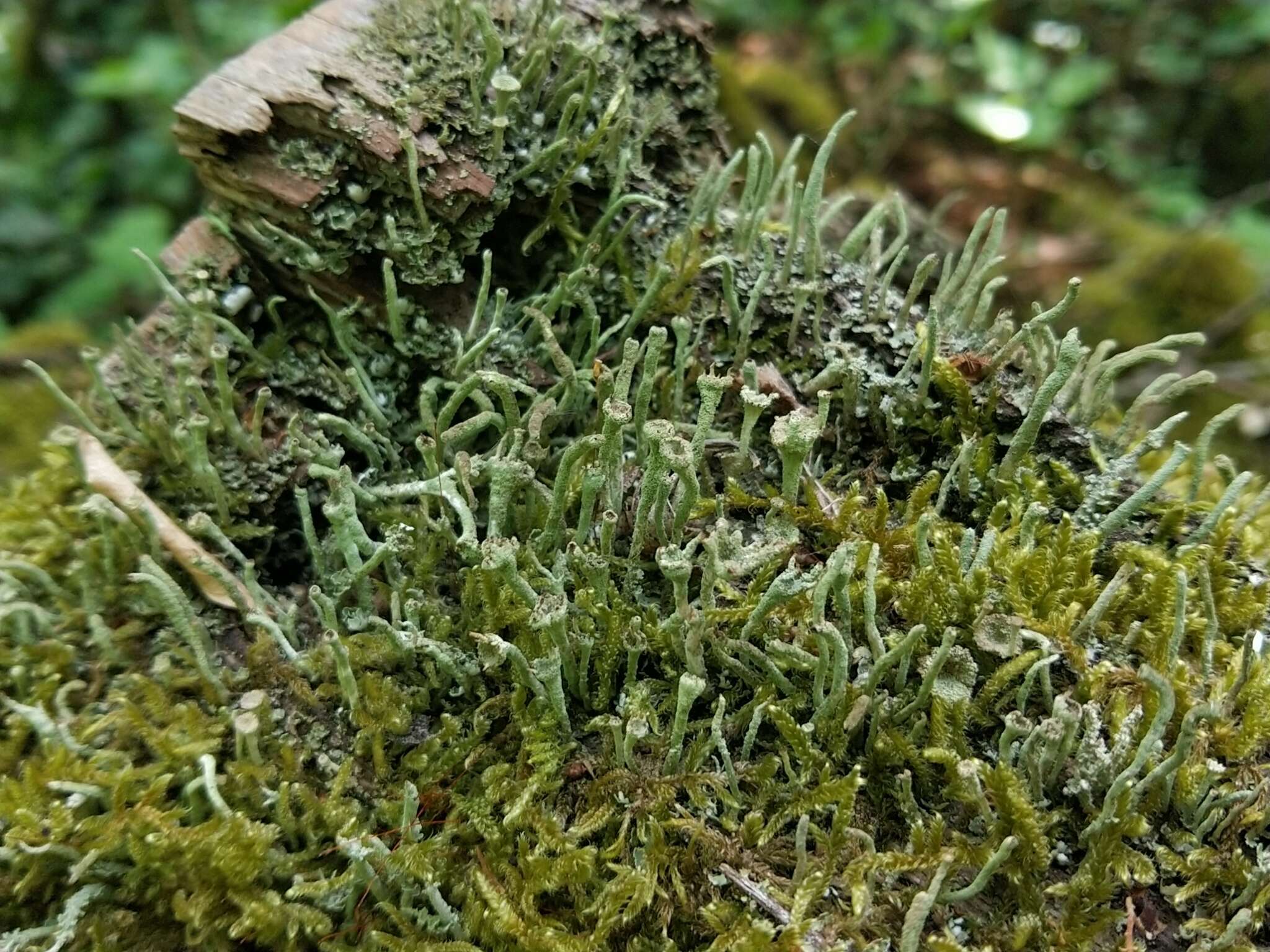 Image of cup lichen