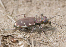 Image of Appalachian Tiger Beetle