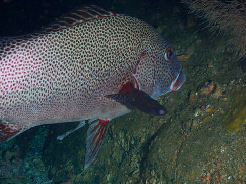 Image of Dotted sweetlips