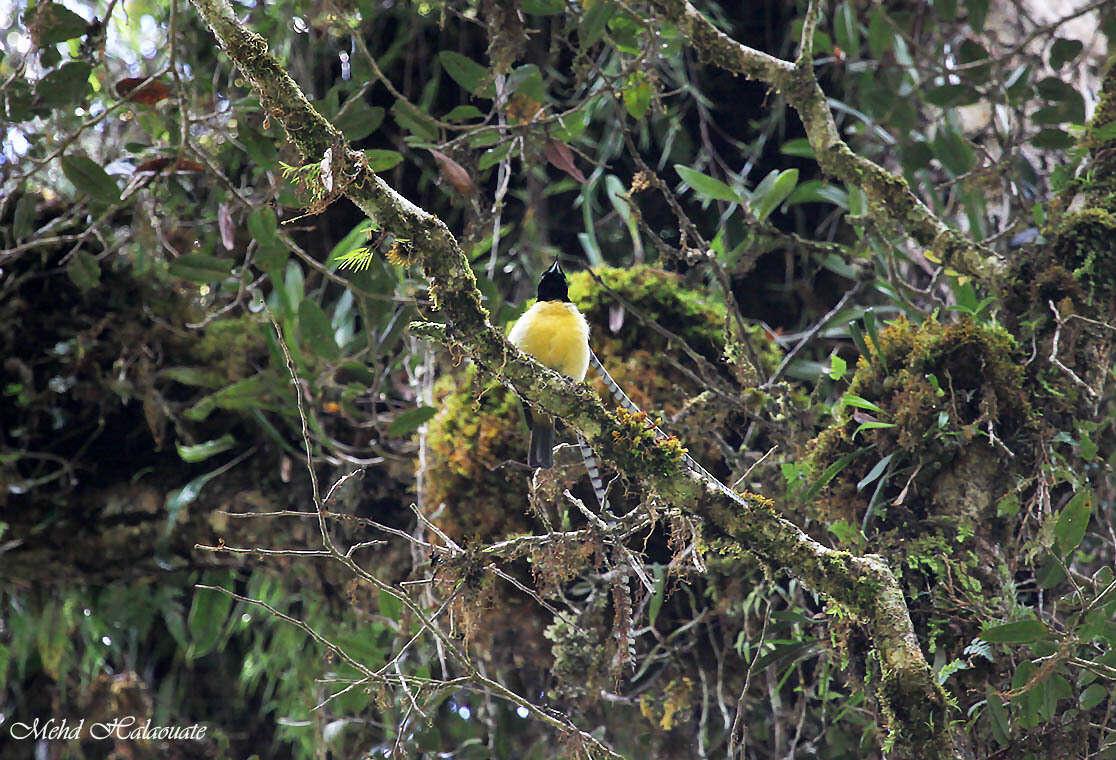 Image of Pteridophora Meyer & AB 1894