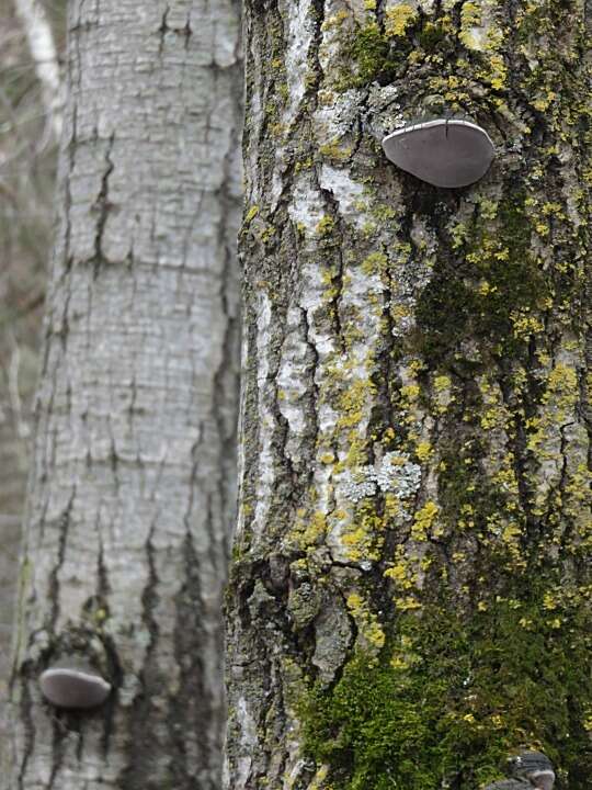 Imagem de Phellinus tremulae (Bondartsev) Bondartsev & P. N. Borisov 1953