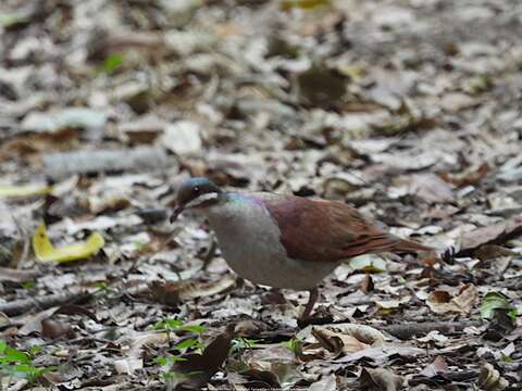 Image of Key West Quail-Dove