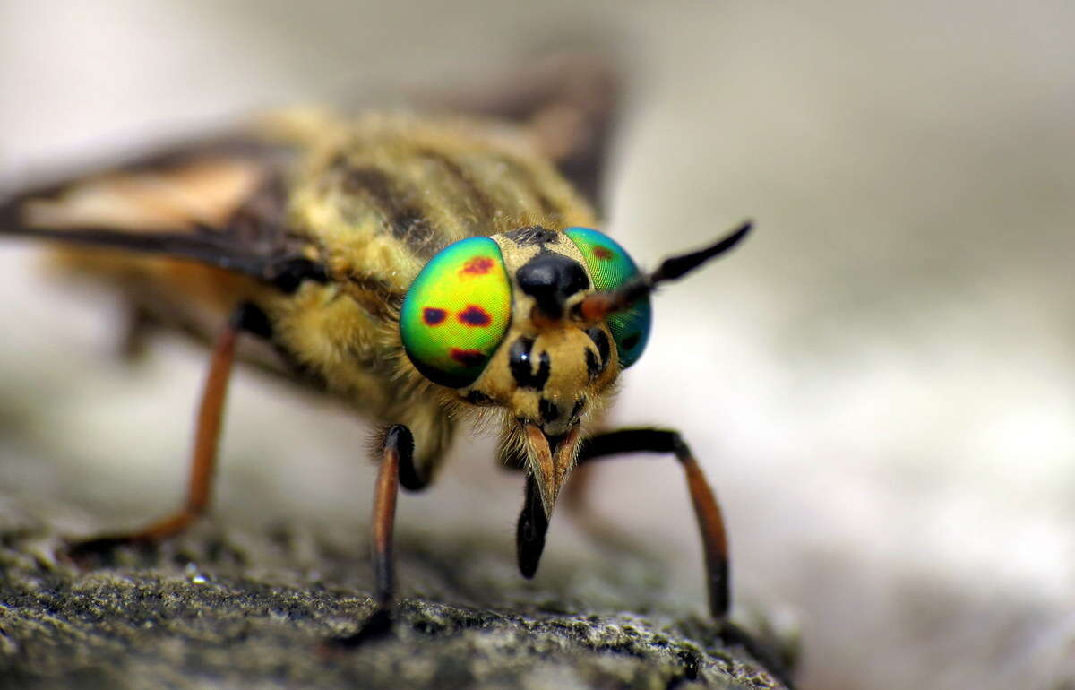 Image of Horse-fly