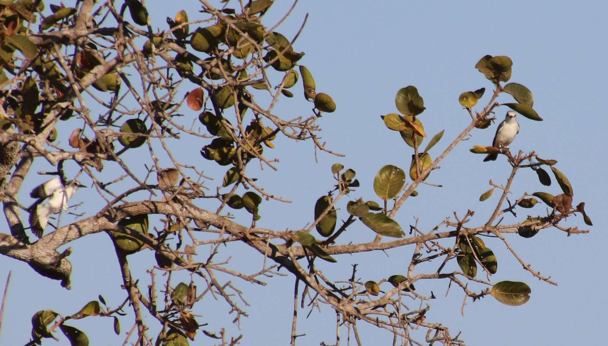 Image of White-rumped Monjita