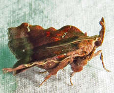 Clydonopteron resmi