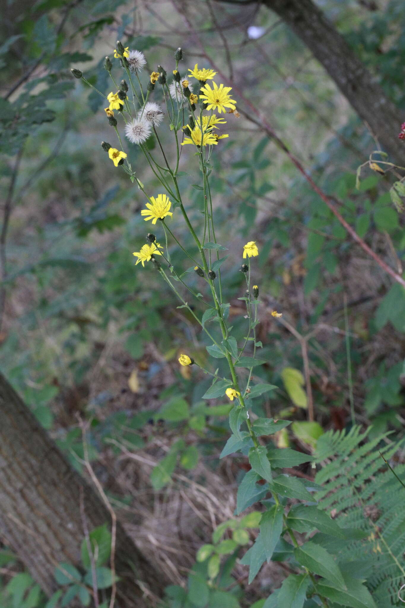 Image of Hieracium sabaudum subsp. vagum (Jord.) Zahn