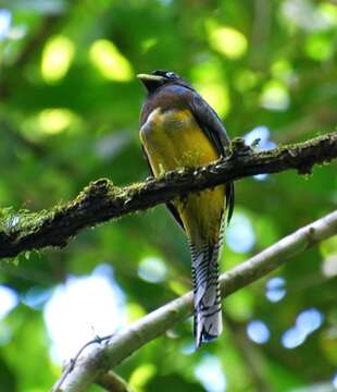 Image of Black-throated Trogon