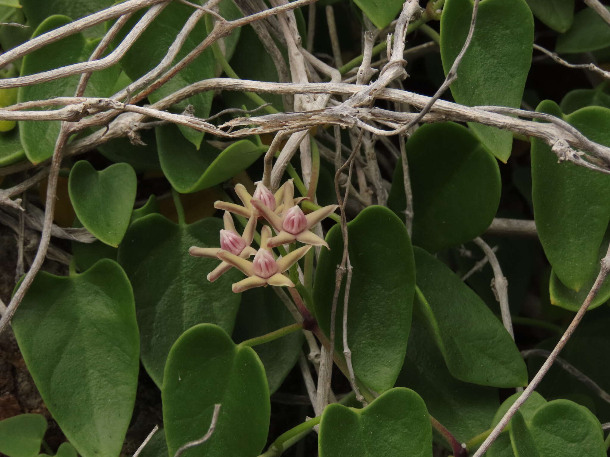 Image of Diplolepis boerhaviifolia (Hook. & Arn.) Liede & Rapini