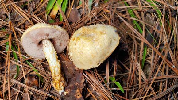 Sivun Austroboletus subflavidus (Murrill) Wolfe 1980 kuva