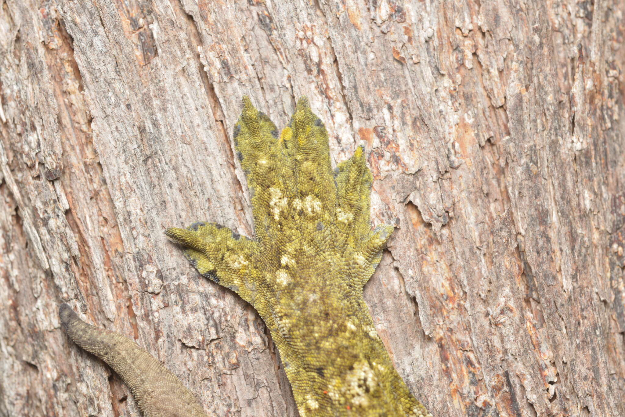 Image of New Caledonia Giant Gecko