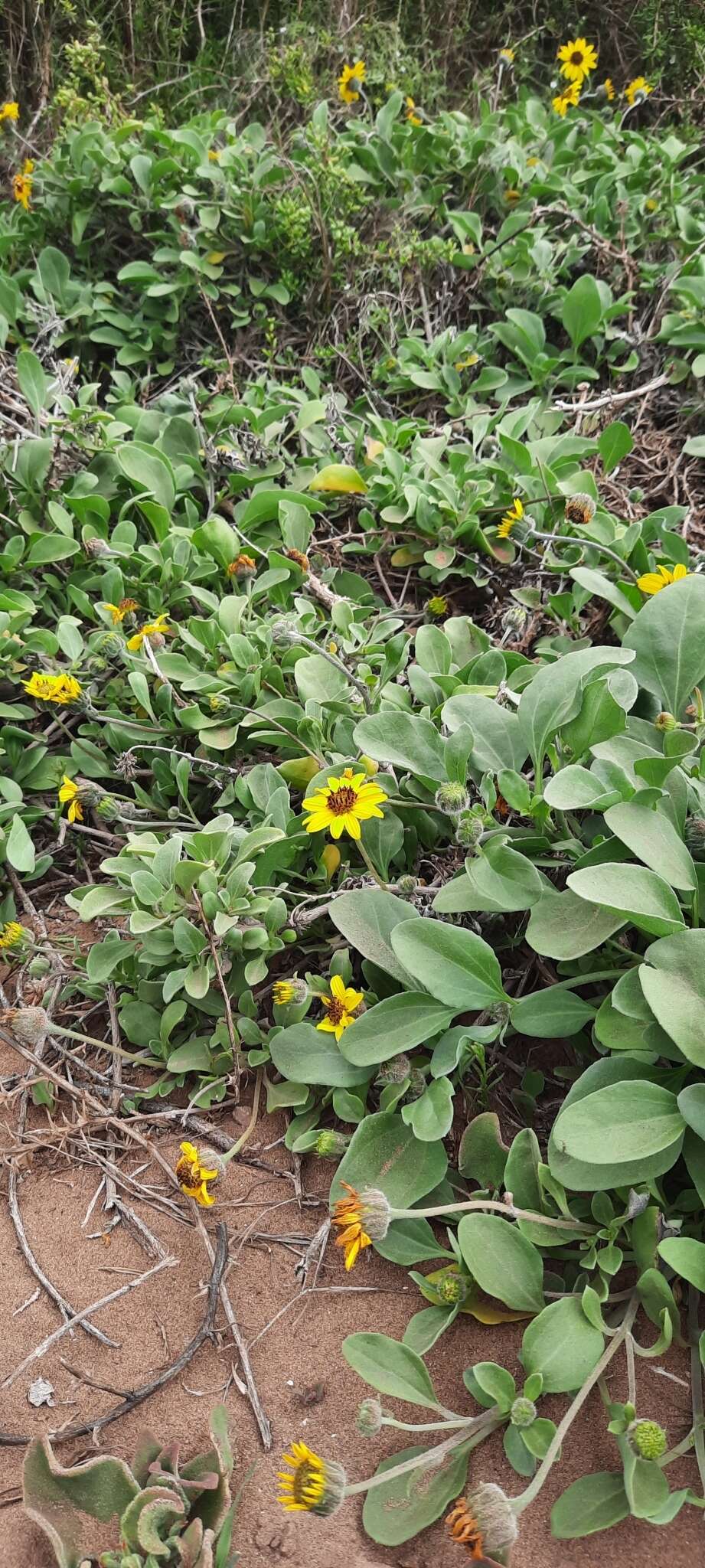 Слика од Helianthus niveus (Benth.) Brandeg.