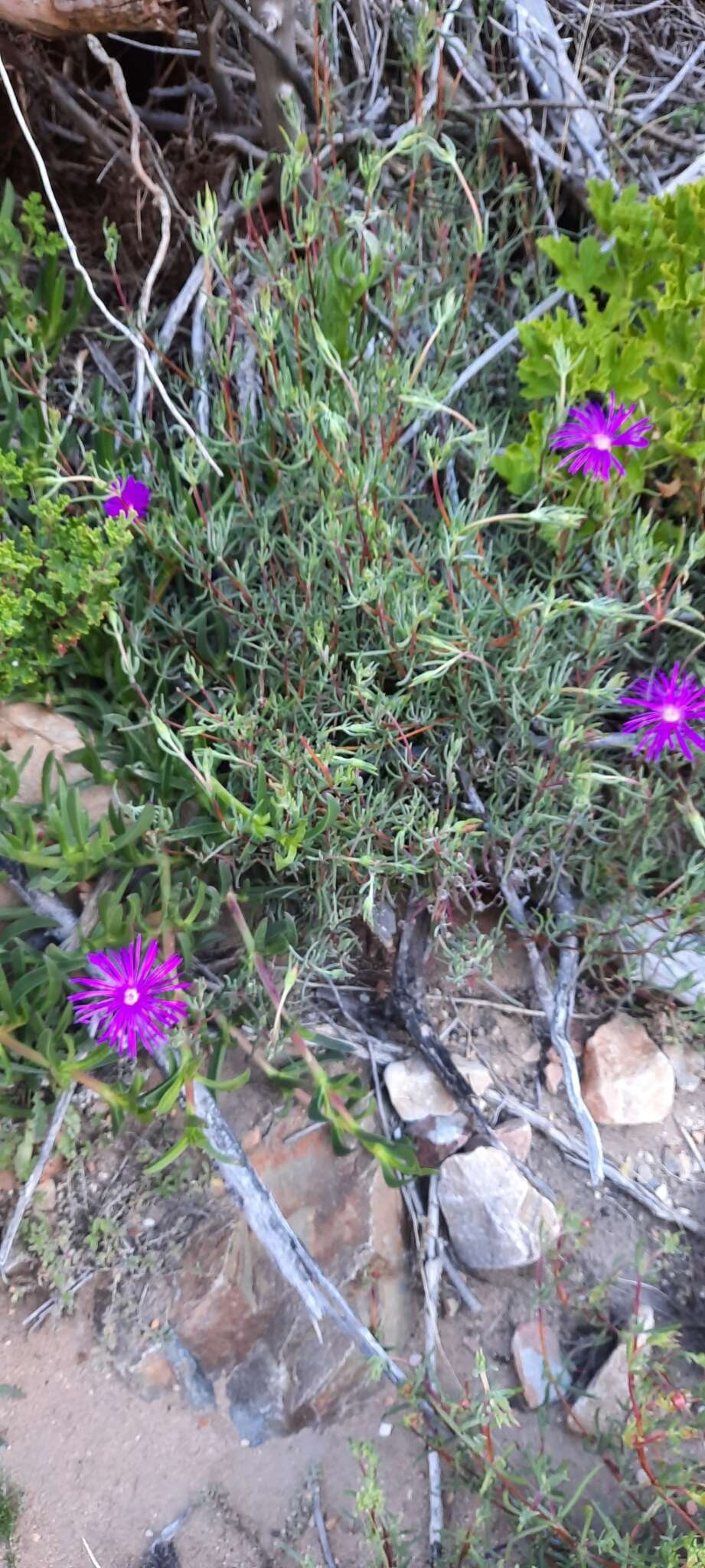 Image of Lampranthus affinis L. Bol.