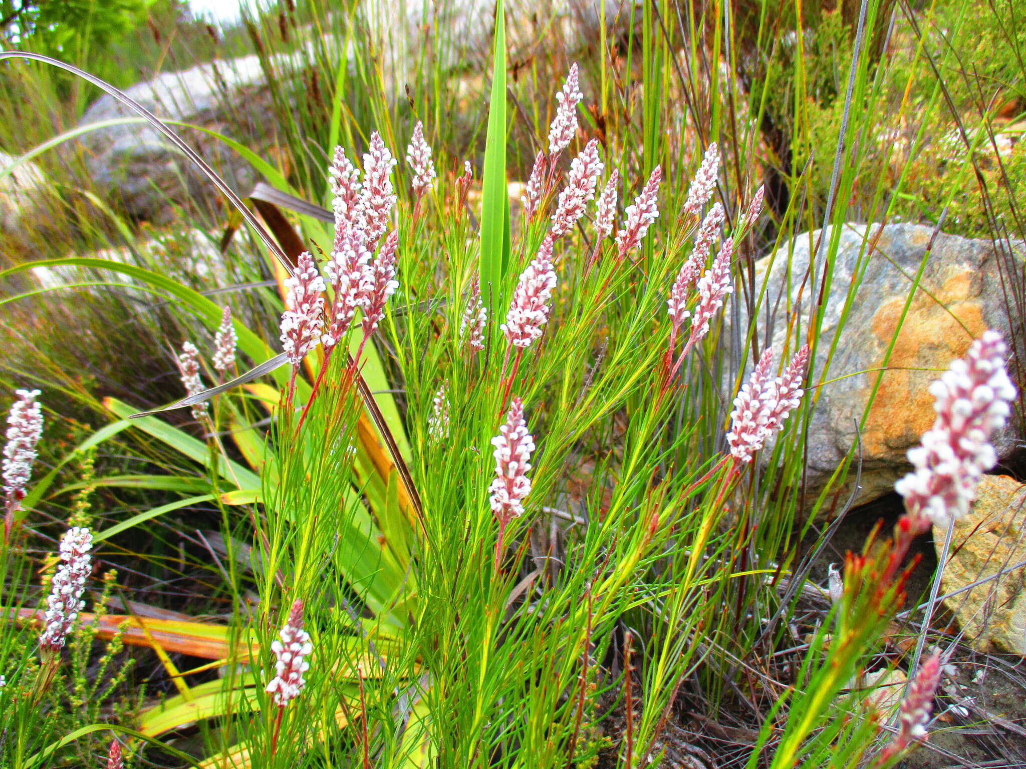 Image of Spatalla racemosa (L.) Druce