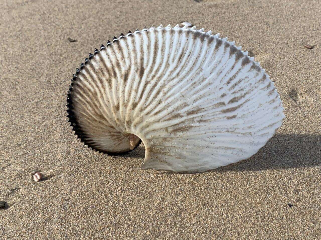 Image of argonauts and paper nautiluses