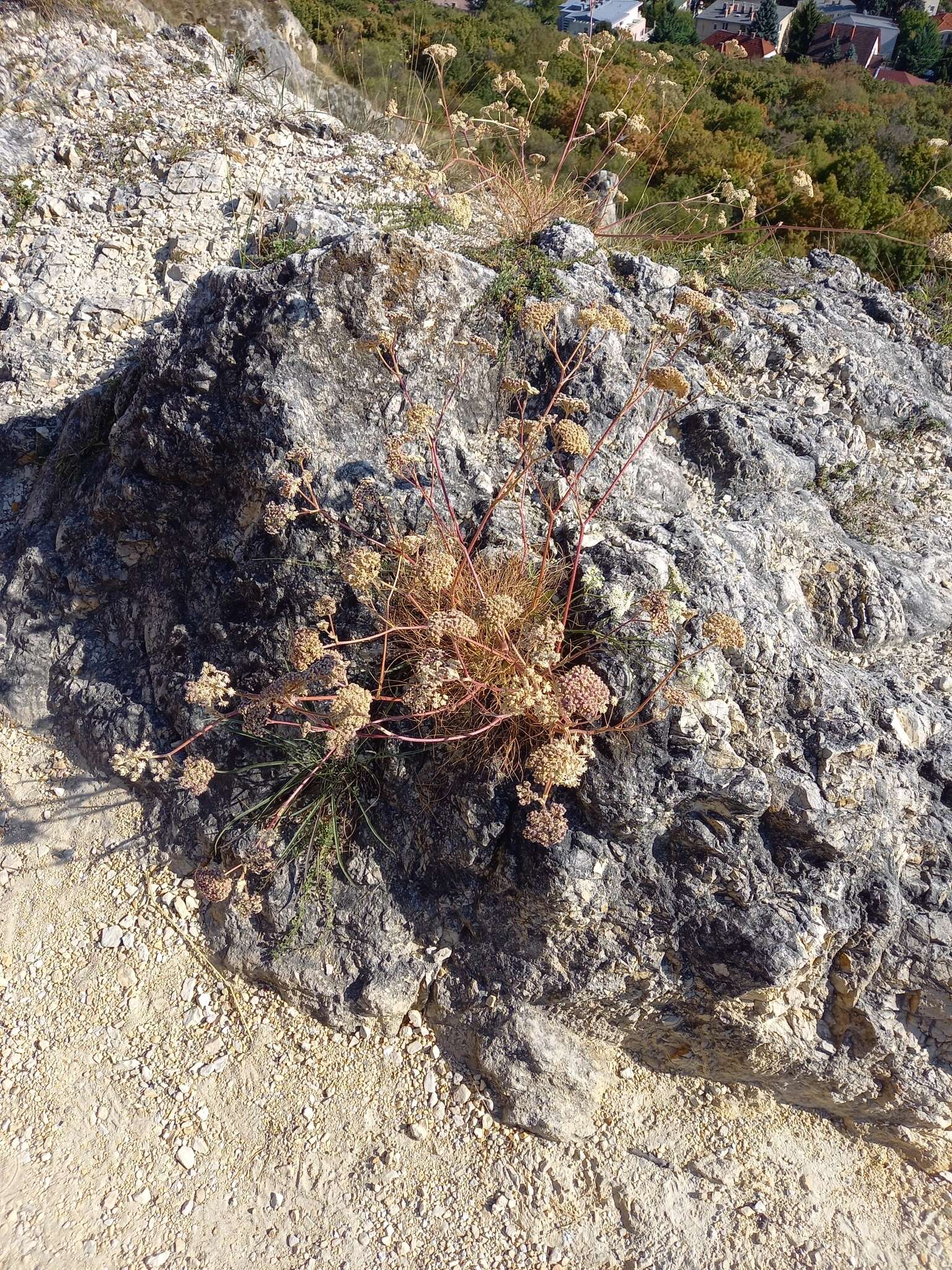 Imagem de Hippomarathrum leucospermum (Waldst. & Kit.) Link