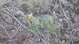 Image of <i>Crotalaria chaco-serranensis</i>