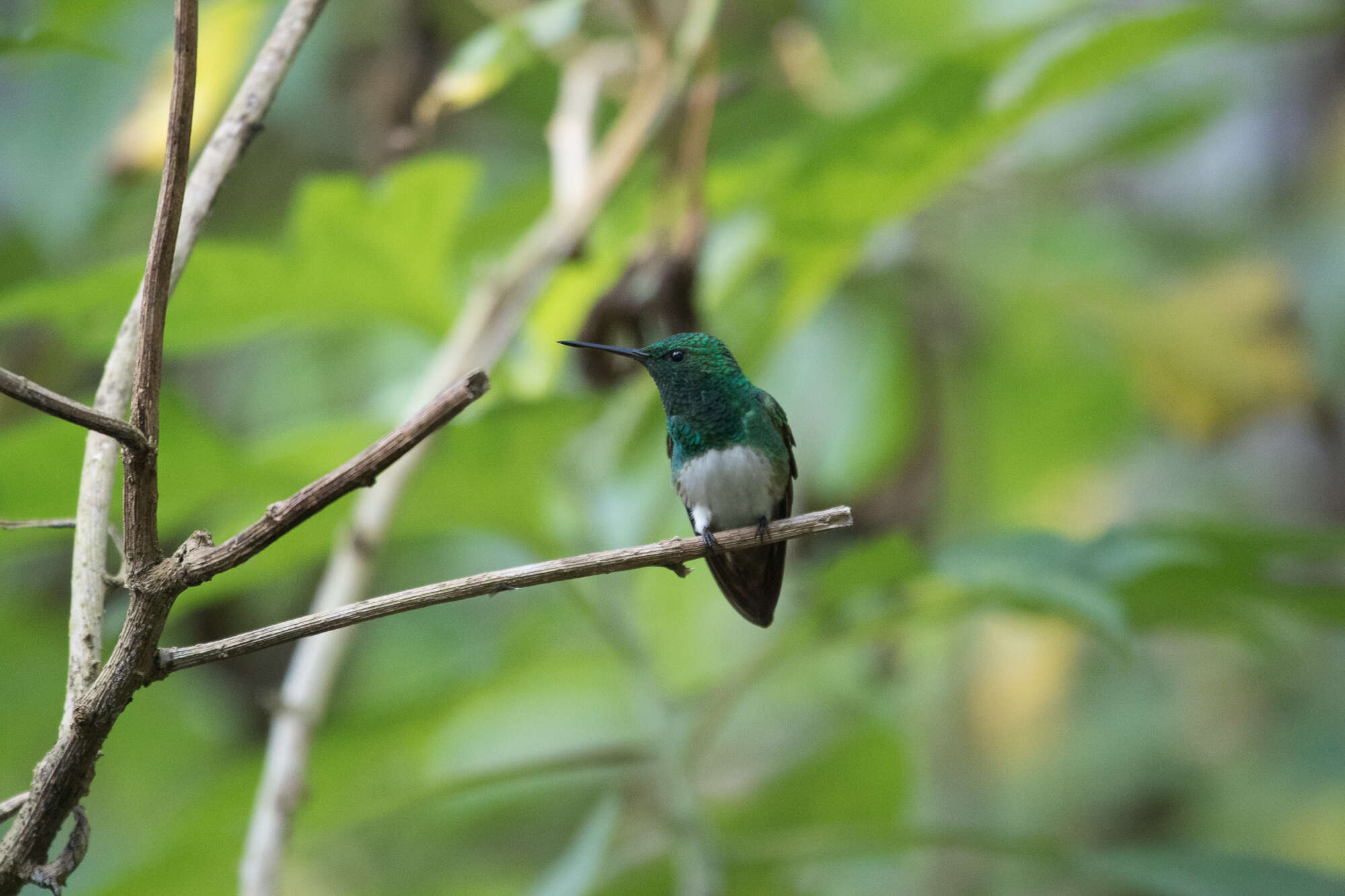 Image of Snowy-bellied Hummingbird