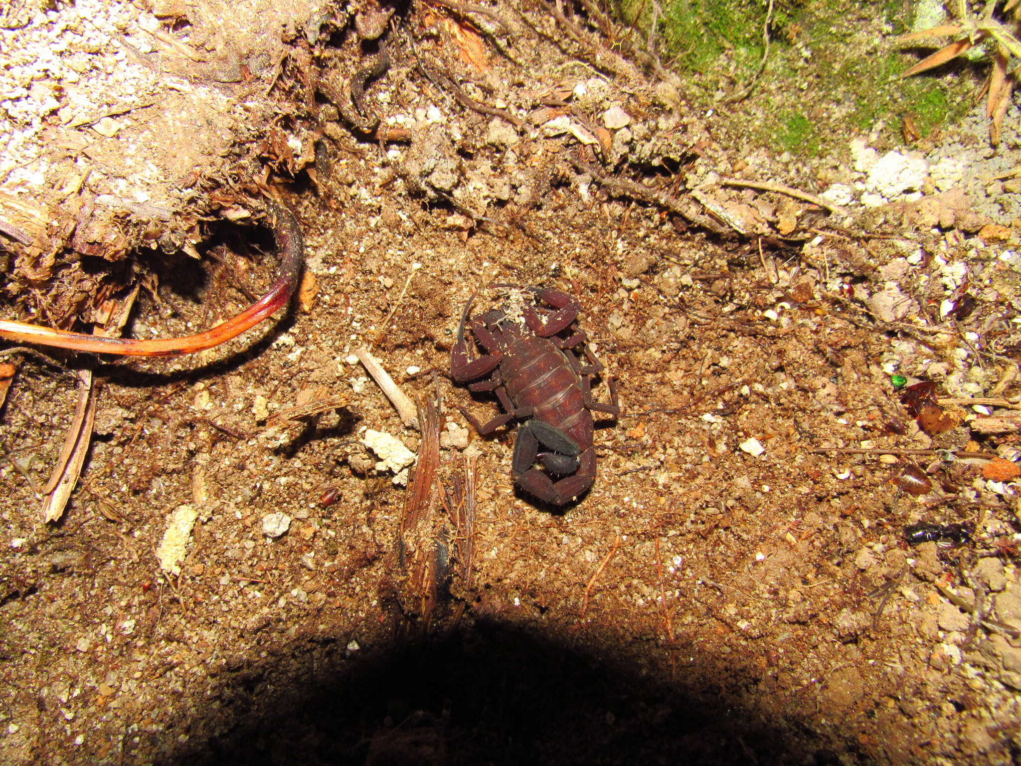 Image of Tityus antioquensis Lourenço & Otero Patiño 1998