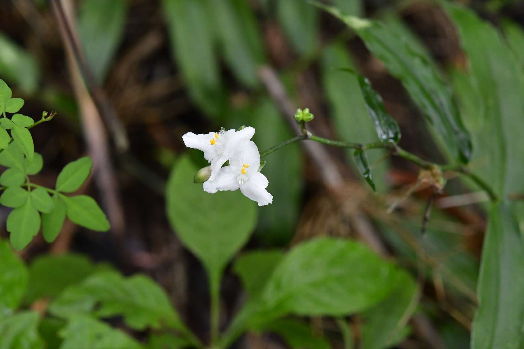 Image of Tripogandra grandiflora (Donn. Sm.) Woodson