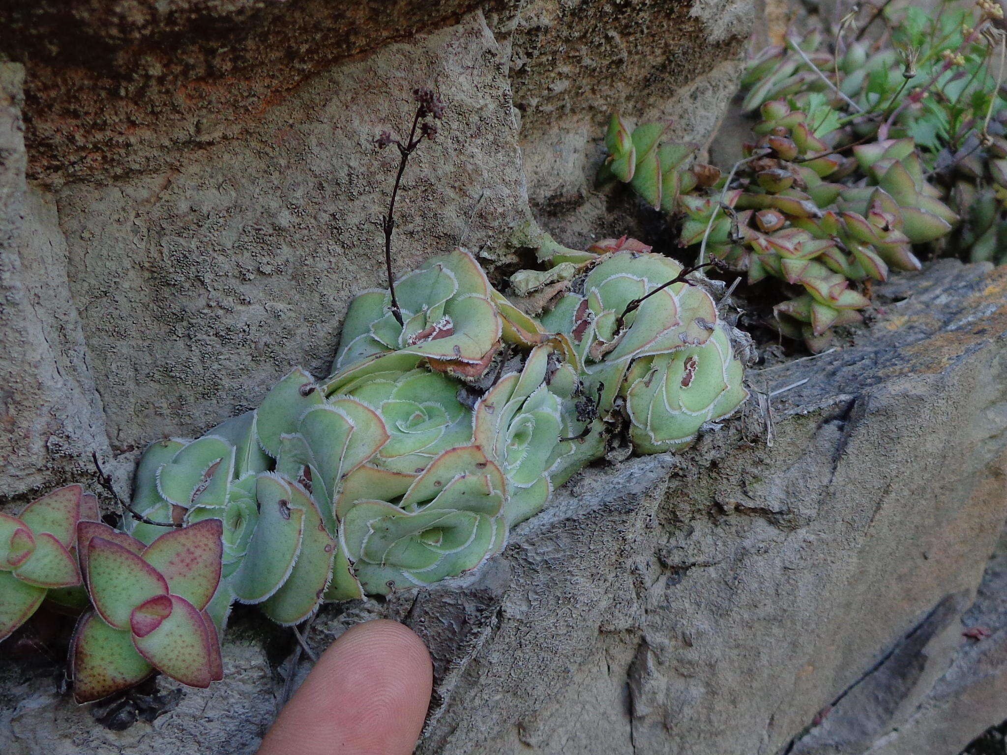 Image of Crassula cremnophila E. van Jaarsveld & A. E. van Wyk