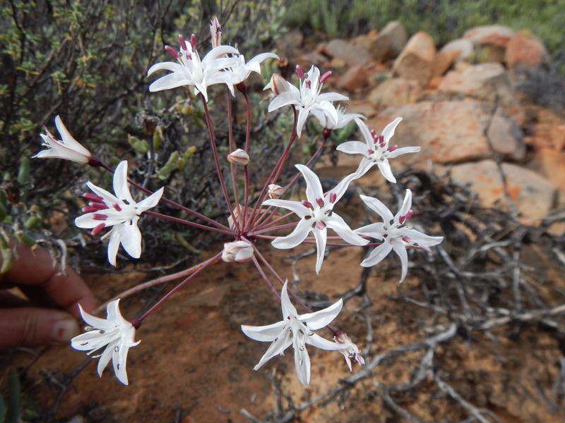 Image of Strumaria unguiculata (W. F. Barker) Snijman