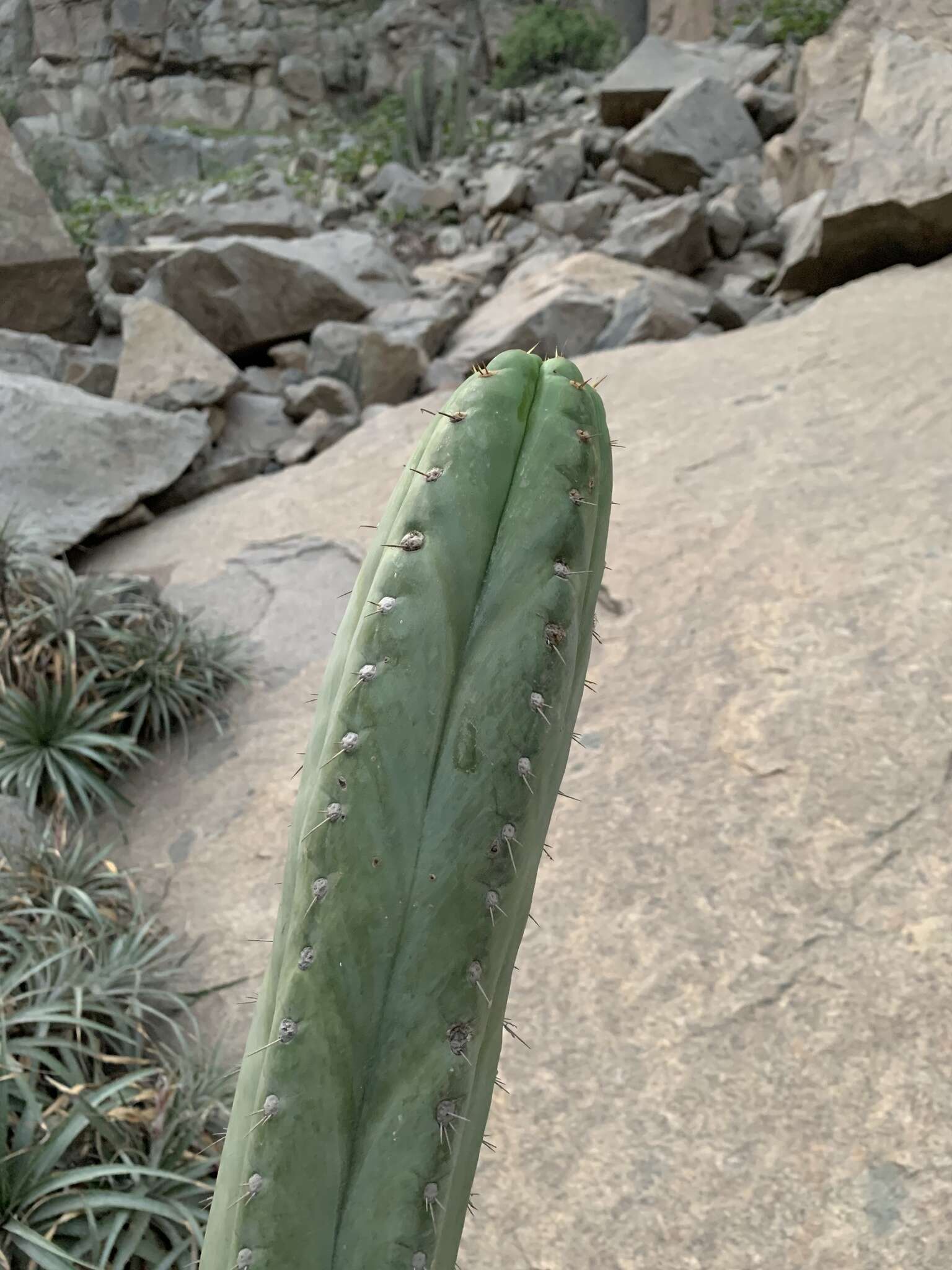 Image of Trichocereus macrogonus var. peruvianus