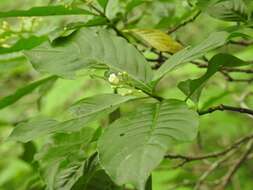 Image of thicket wild coffee