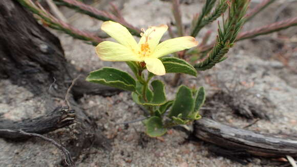 Image of Hibiscus aethiopicus L.