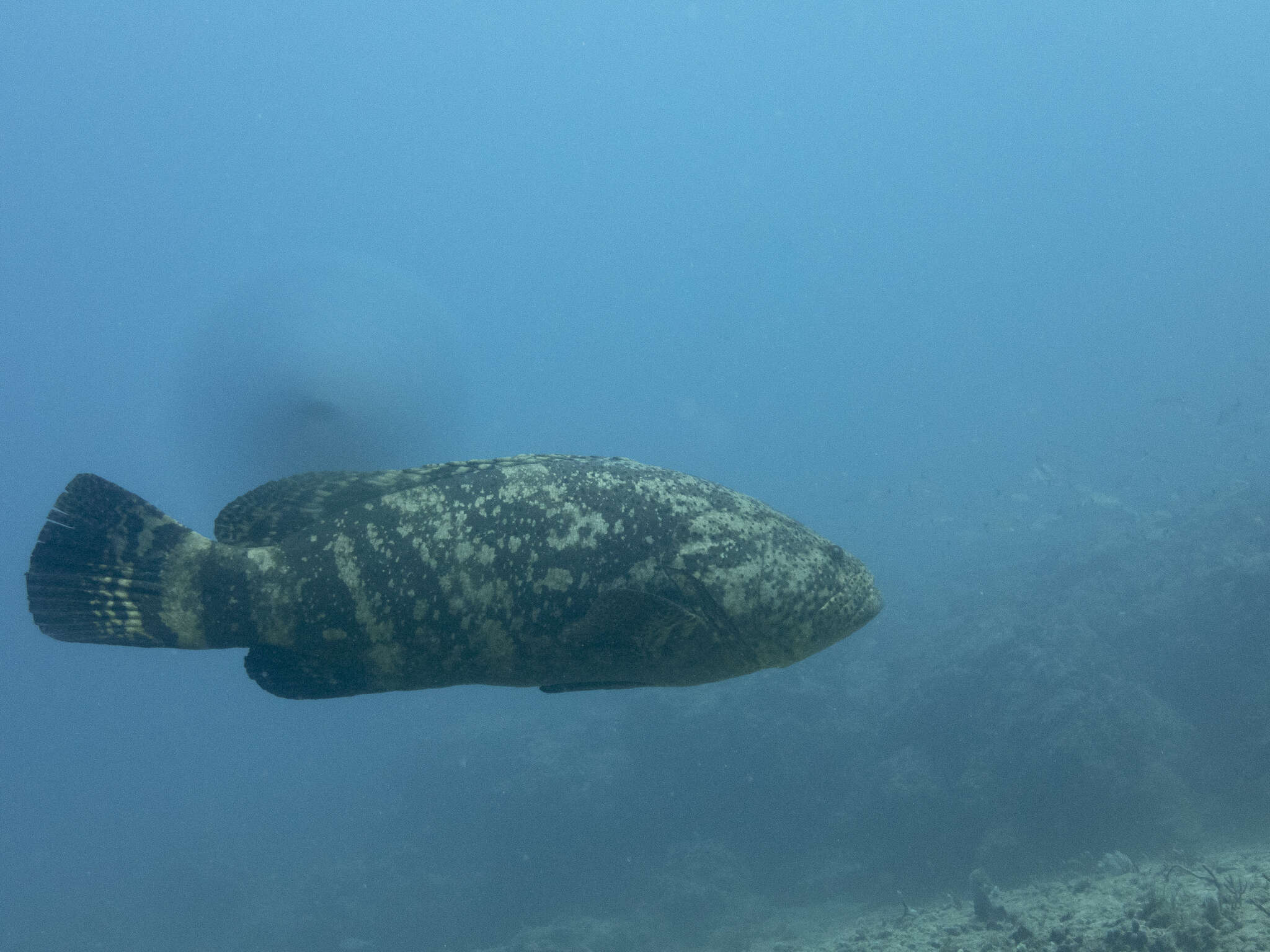 Слика од Epinephelus itajara (Lichtenstein 1822)