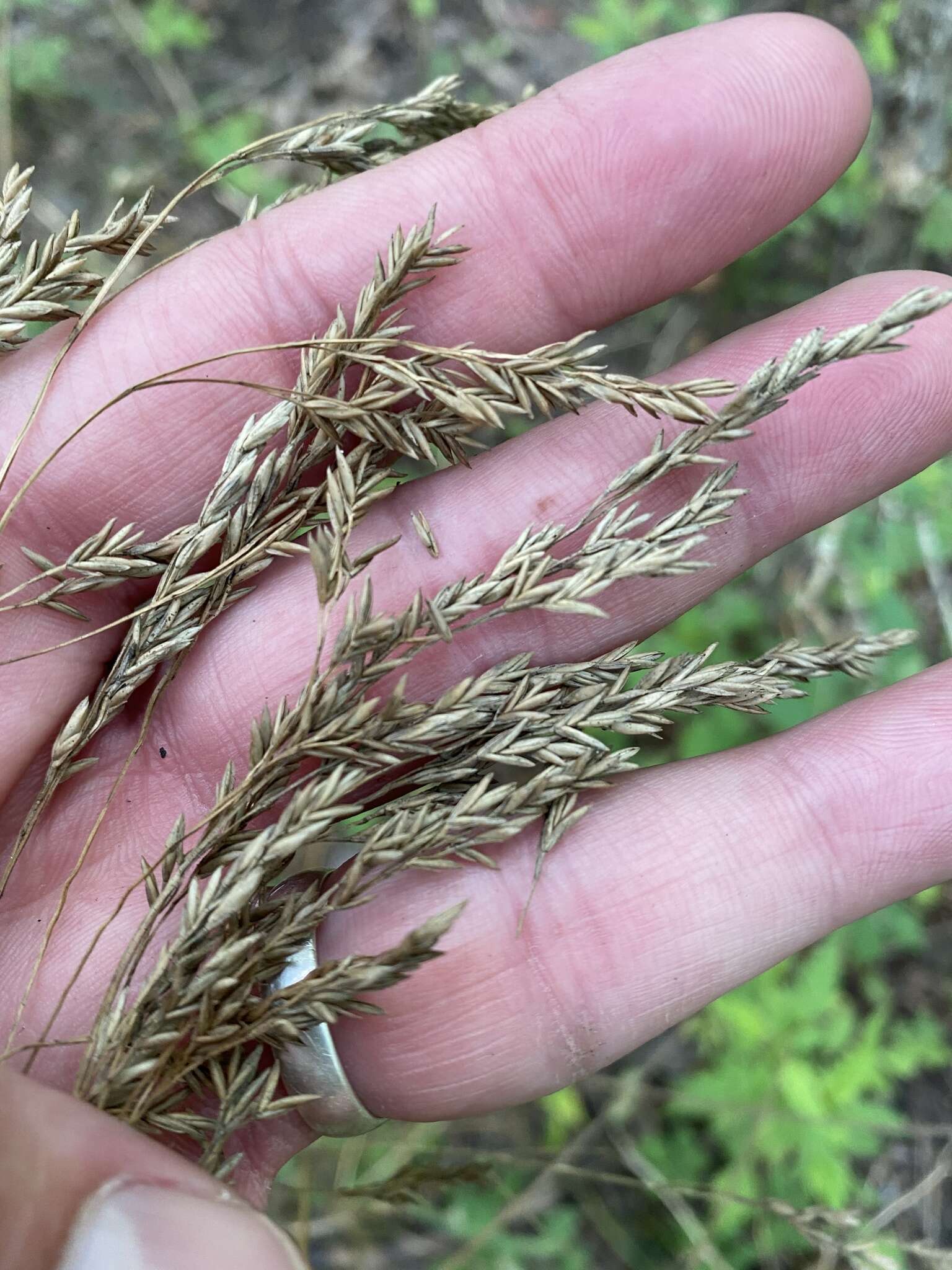 Image of Clustered Fescue
