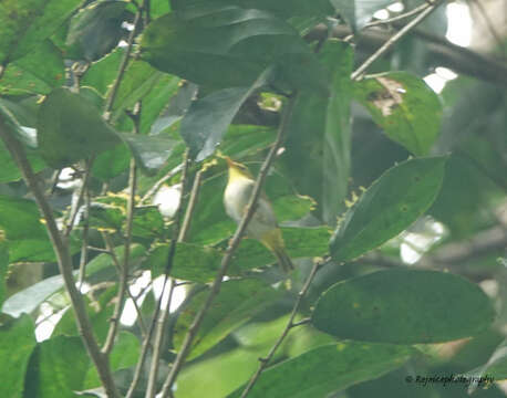 Image of Yellow-vented Warbler