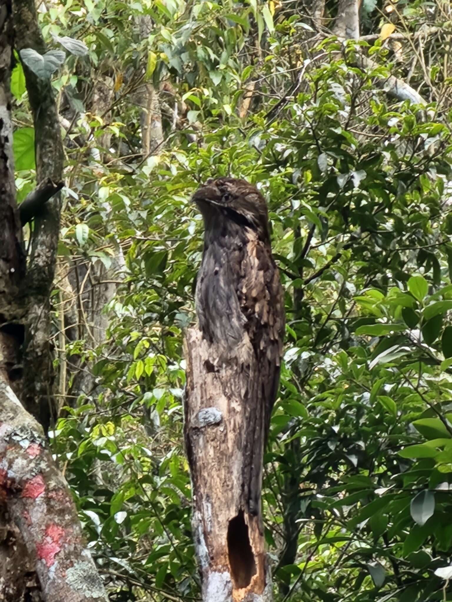 Image of Long-tailed Potoo