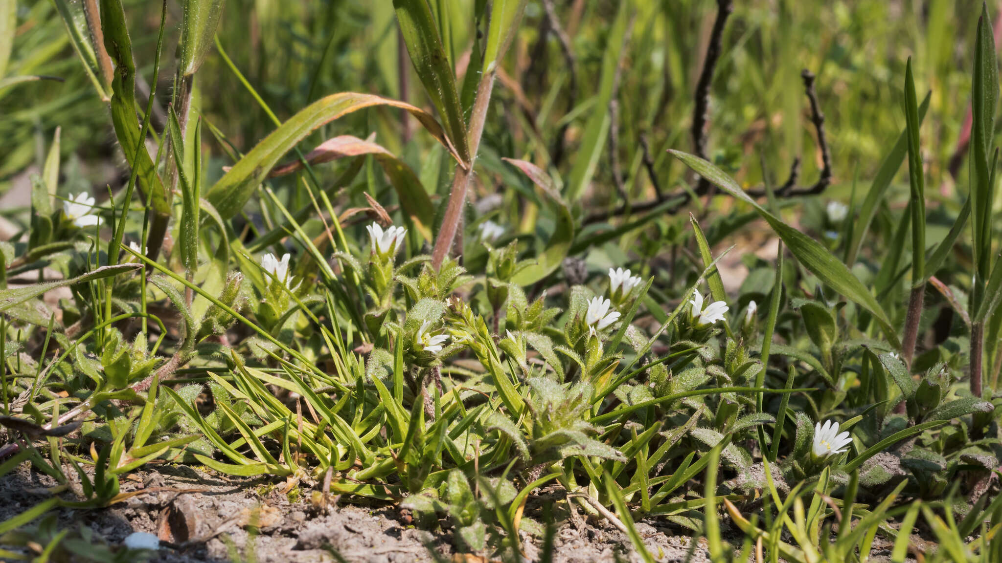 صورة Cerastium pumilum Curt.