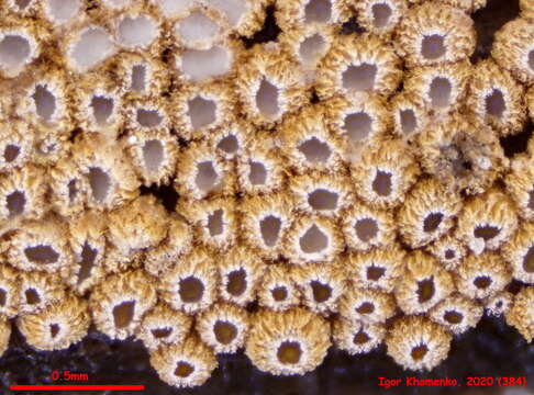 Image of Merismodes anomala (Pers.) Singer 1975