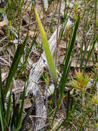 Imagem de Caladenia cretacea (D. L. Jones) G. N. Backh.