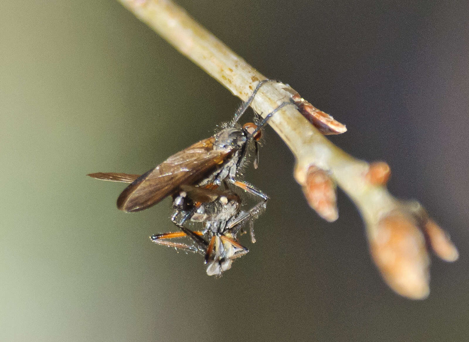 Imagem de Empis borealis Linnaeus 1758