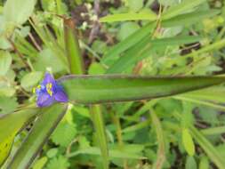 Image of Cyanotis axillaris (L.) D. Don ex Sweet