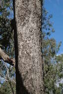 Image de Angophora subvelutina F. Müll.