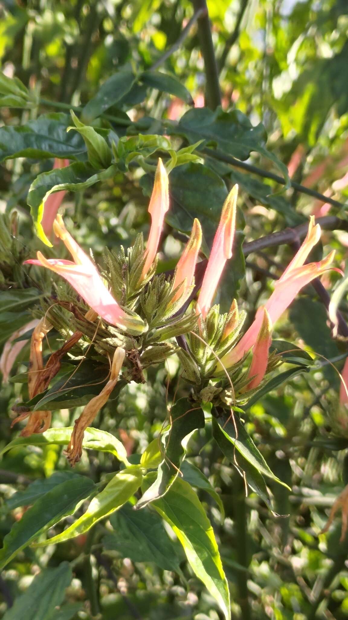 Image of Clinacanthus