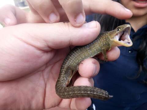 Image of Alligator lizards