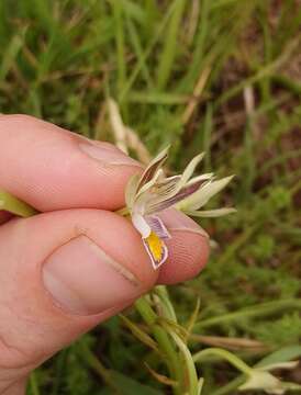 Image de Eulophia hians var. nutans (Sond.) S. Thomas