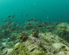 Image of Scissortail damselfish