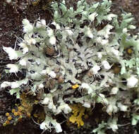 Image of Filobasidiaceae