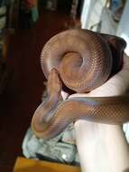 Image of Brown Rainbow Boa