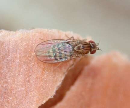 Imagem de Drosophila busckii Coquillett 1901