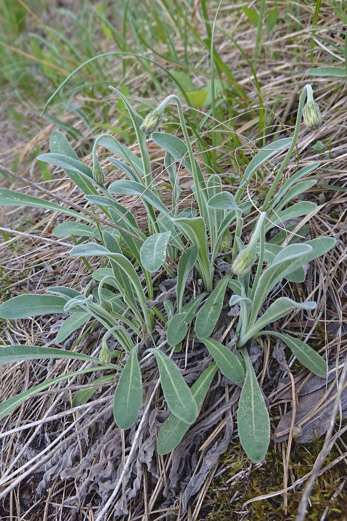 Image of Leontodon incanus (L.) Schrank