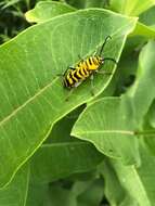 Image of Amorpha Borer