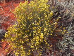 Plancia ëd Gnidia polycephala (C. A. Mey.) Gilg ex Engl.