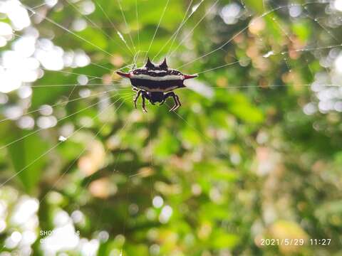 Image of Doria's Spiny Spider